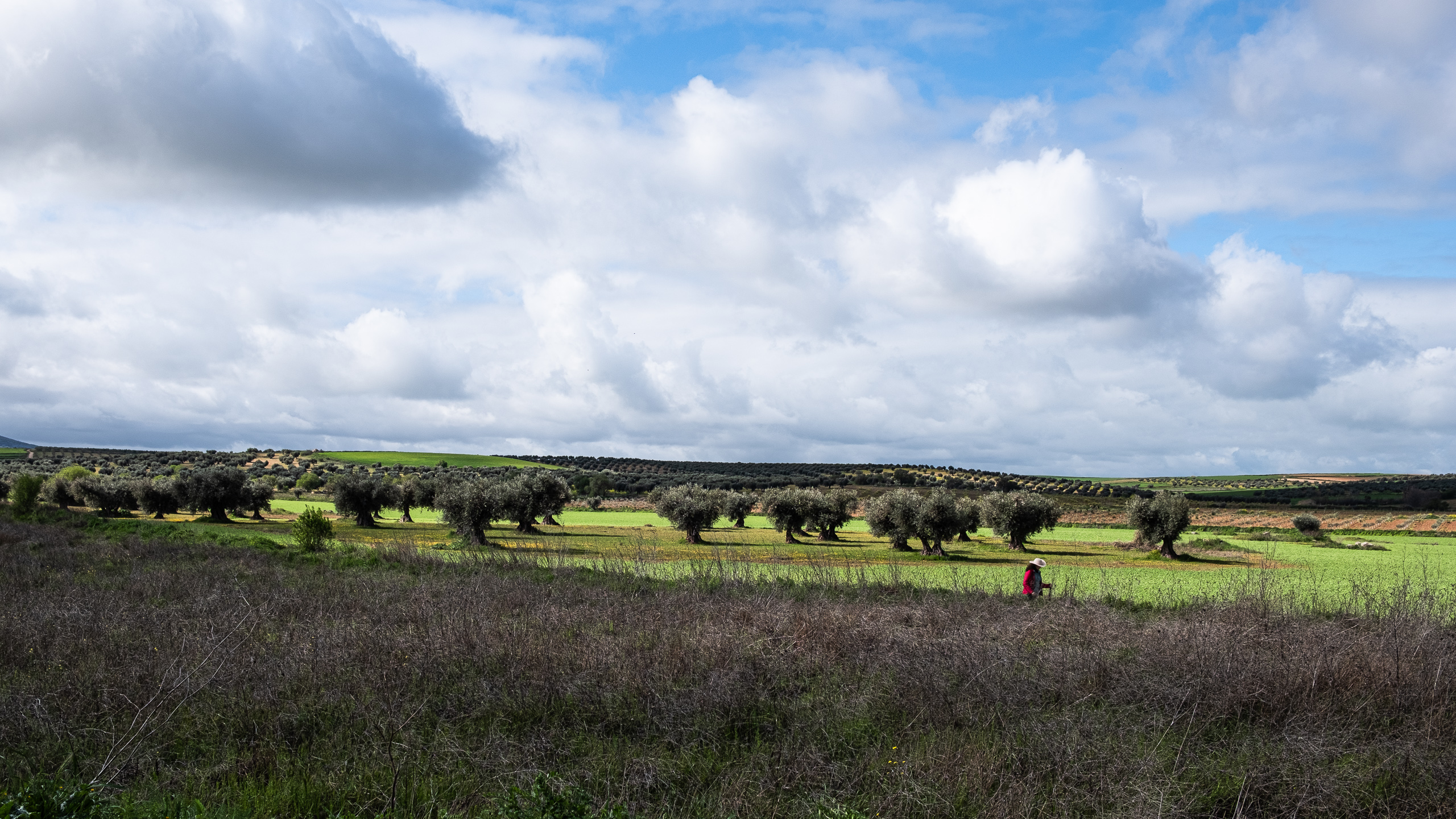 Feldweg zwischen Olivenhainen und grünen Feldern